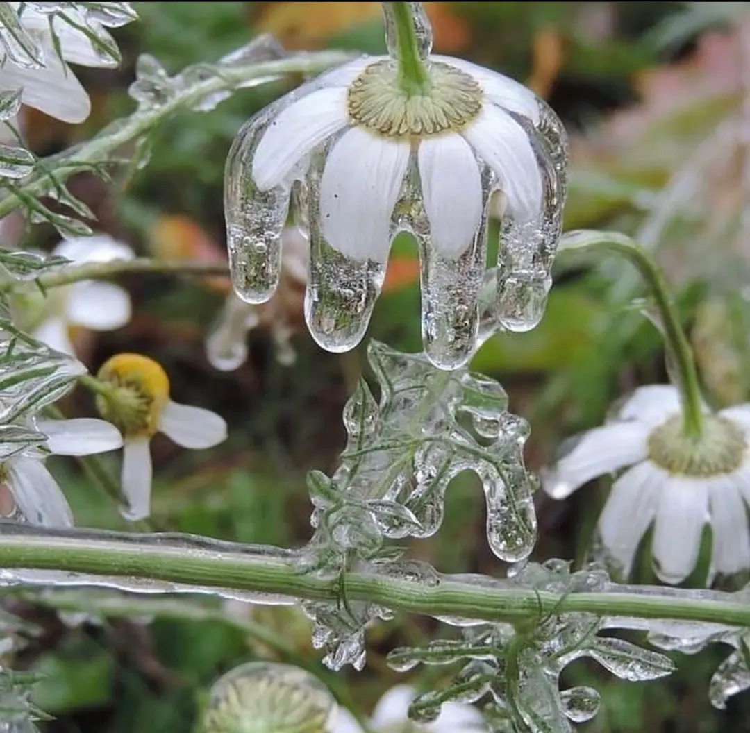 Frozen daisies droop downwards.