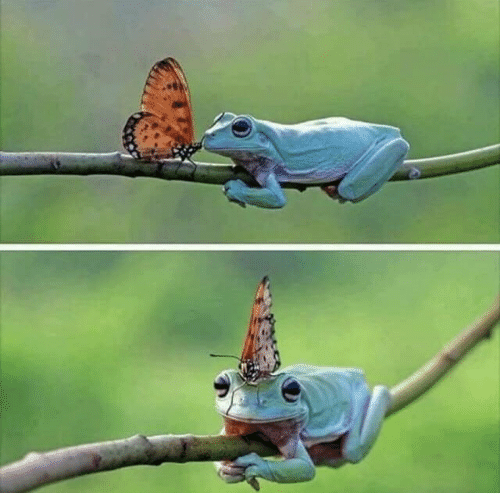 Screenshot of 2 stacked photos with a tree frog and butterfly.