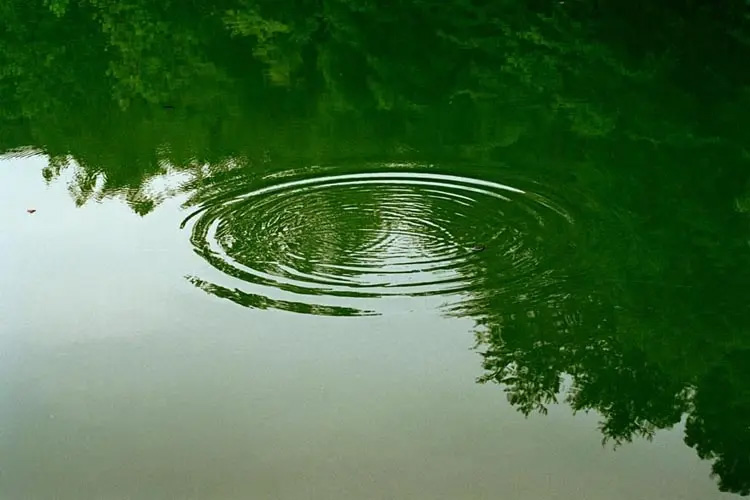 Singular ripple in calm water that reflects tree line.