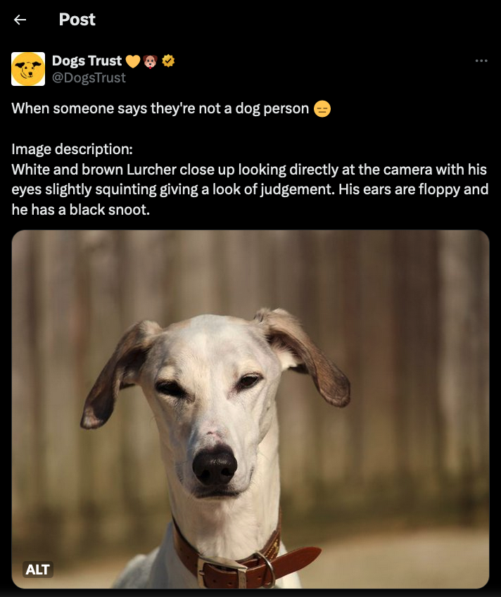 Screenshot of a twitter post displaying an image description above a photo. The post from Dogs Trust reads 'When someone says they're not a dog person. Image description:
                White and brown Lurcher close up looking directly at the camera with his eyes slightly squinting giving a look of judgement. His ears are floppy and he has a black snoot.White and brown Lurcher close up looking directly at the camera with his eyes slightly squinting giving a look of judgement. His ears are floppy and he has a black snoot.' 