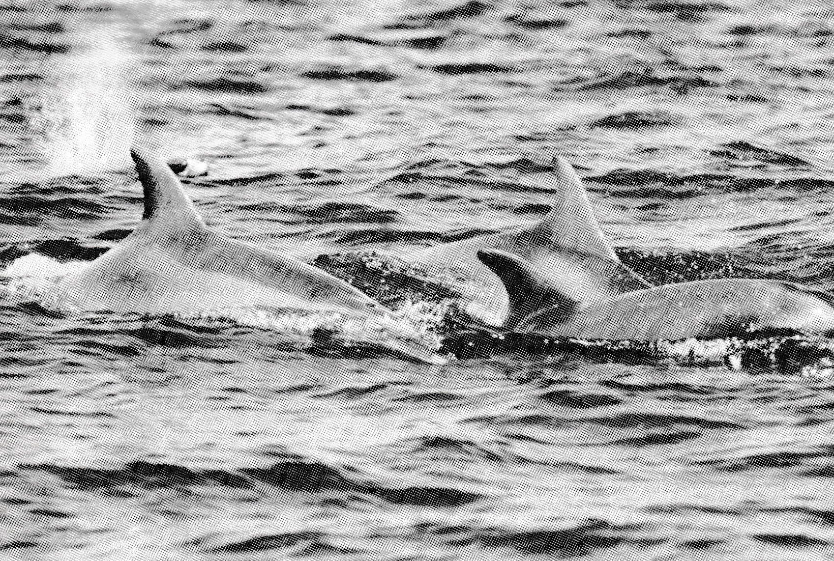 Black and white photo of a few dolphins slightly breaching out of the ocean.