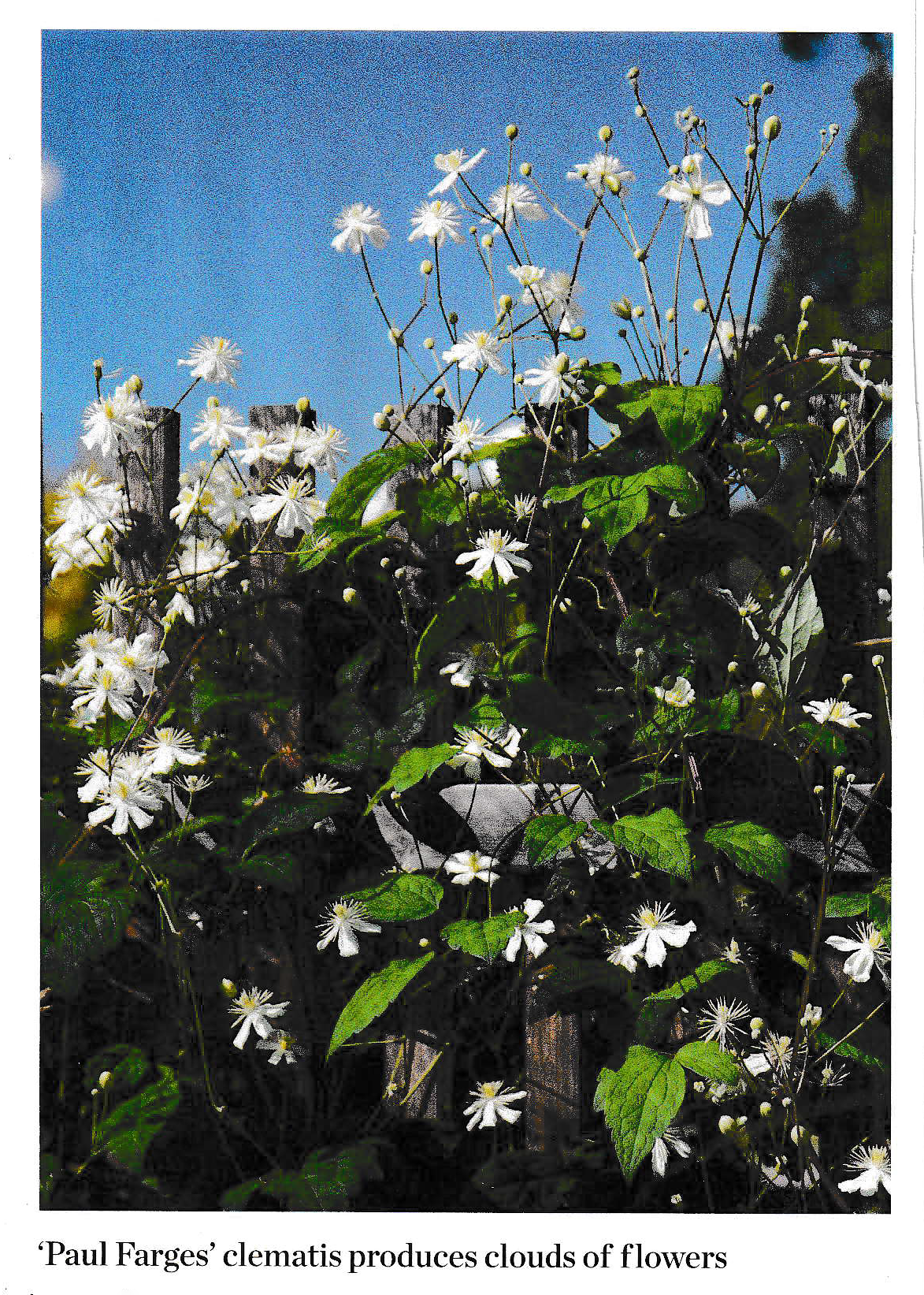 Small, delicate white flowers grow tall, covering a fence. Caption reads 'Paul Farges clematis produces clouds of flowers'.