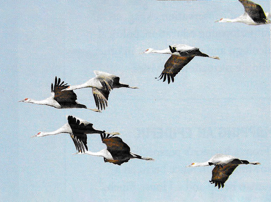 Seven white cranes with black underwings and small red patches by their eyes fly through a light blue sky.