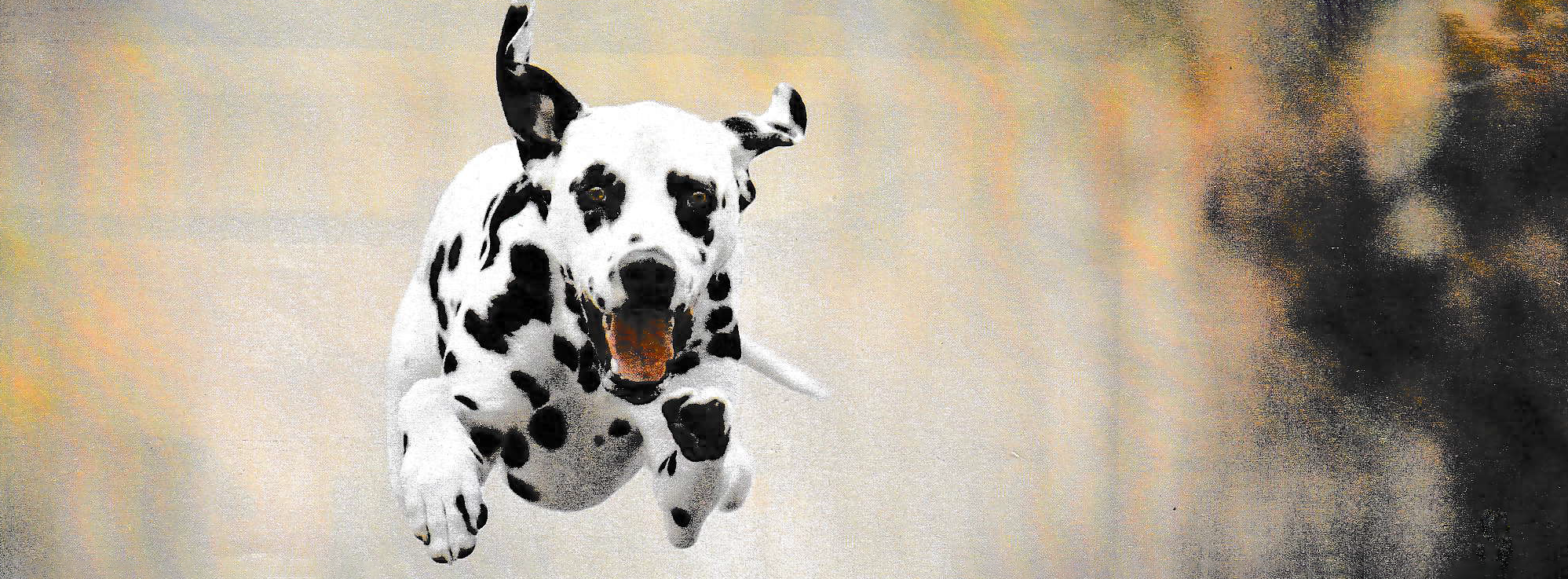 Dalmation soars through the air, mid-leap.