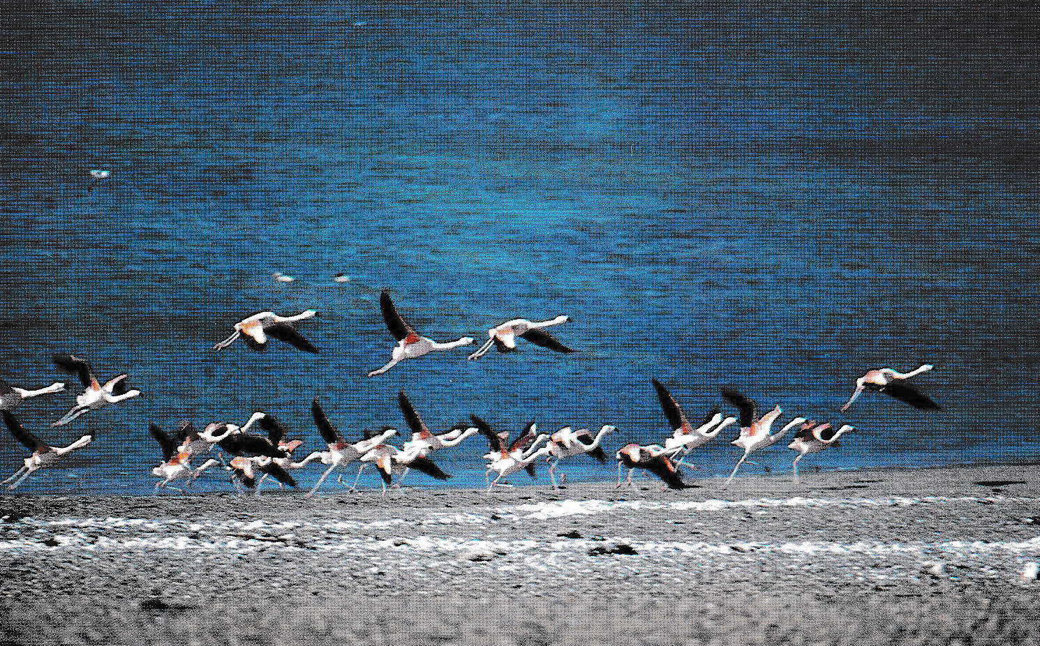 A group of flamingos begin to fly over a sandy beach with vibrant blue water.