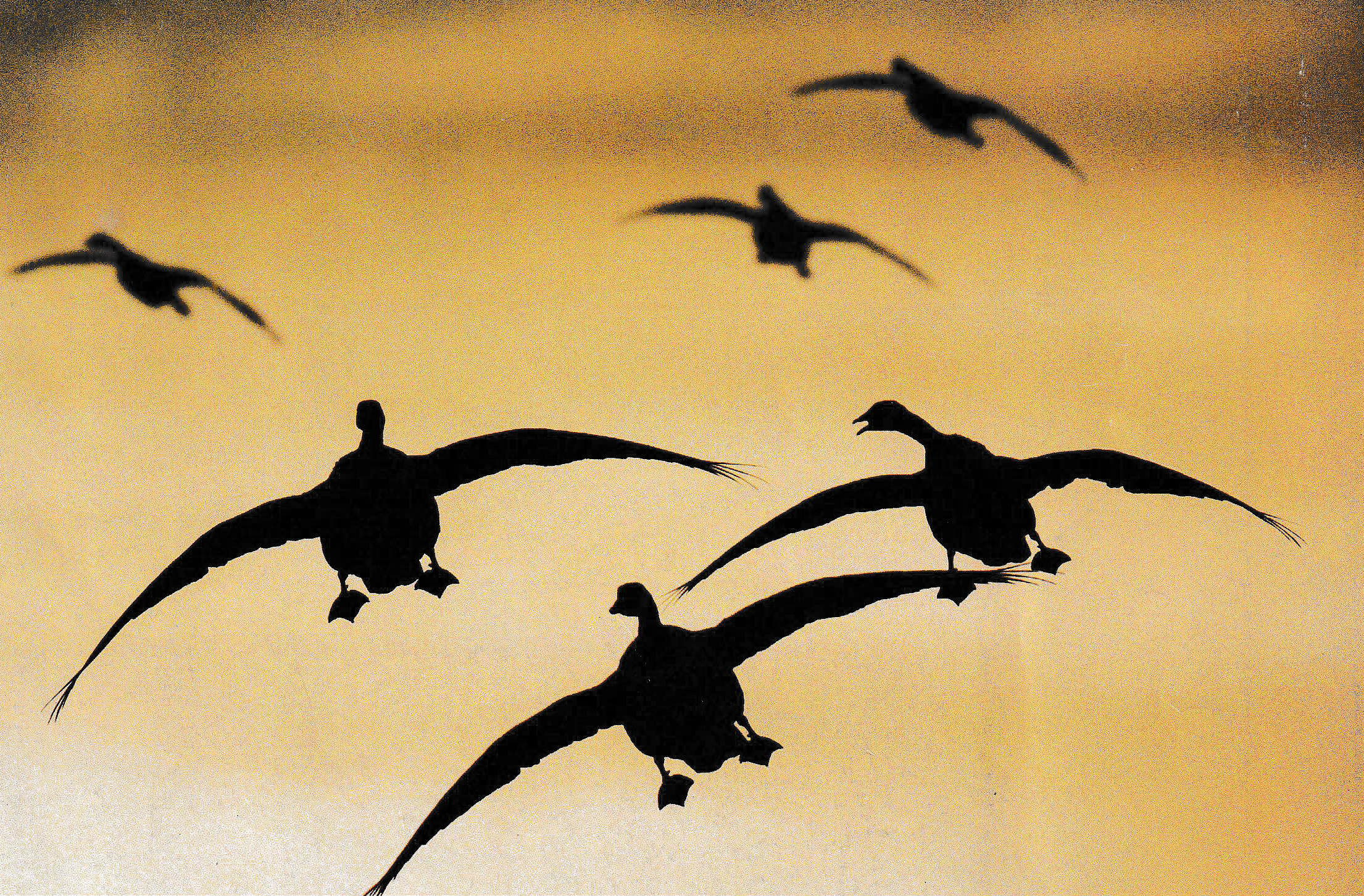 Geese flying through a golden sky.