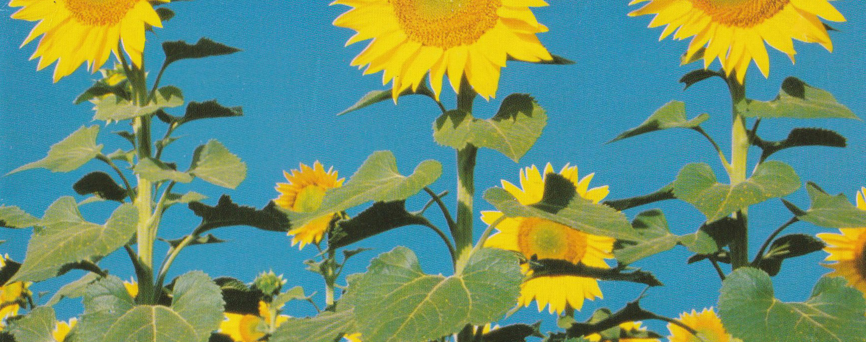 Giant sunflowers against a bright blue sky.