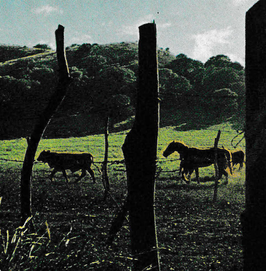 High contrast, highly saturated shot of a cow and a horse walking through a lush, green farm.