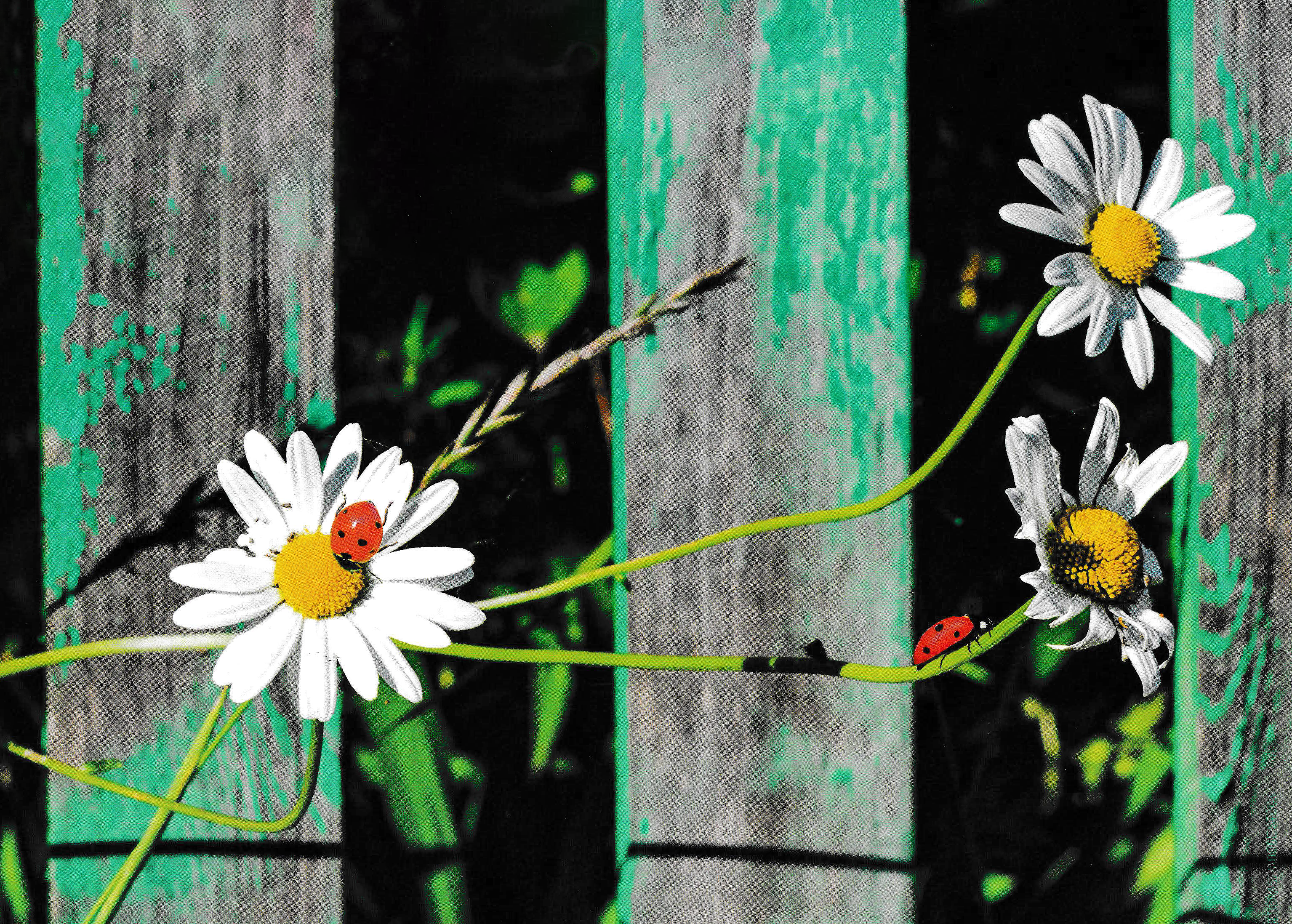 2 ladybugs visit white daisies in front of wooden fence with peeling green paint.