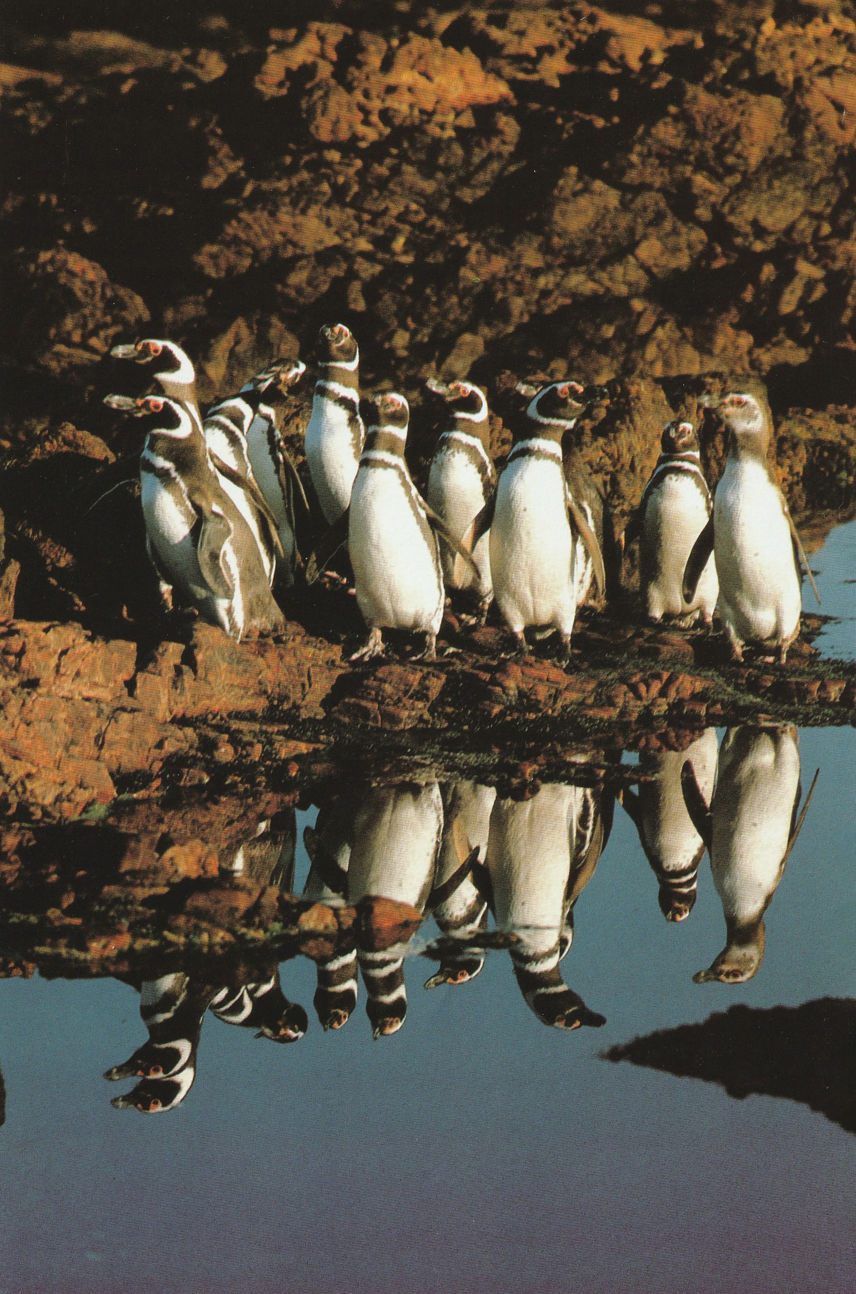 Group of penguins standing on a rocky surface in front of calm water that reflects their images like a mirror.