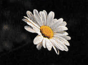 Tiny daisy.