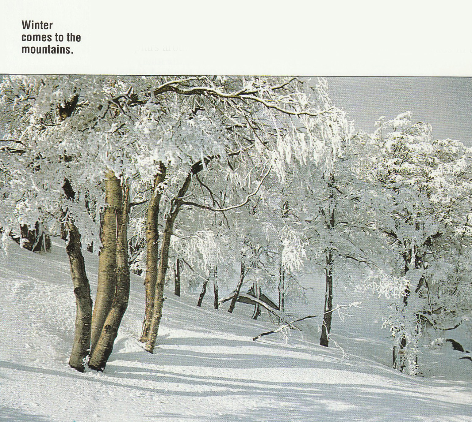 Snow covers and clings to the branches of trees that stand amongst a snow-covered slope. Caption reads 'Winter comes to the mountains'.