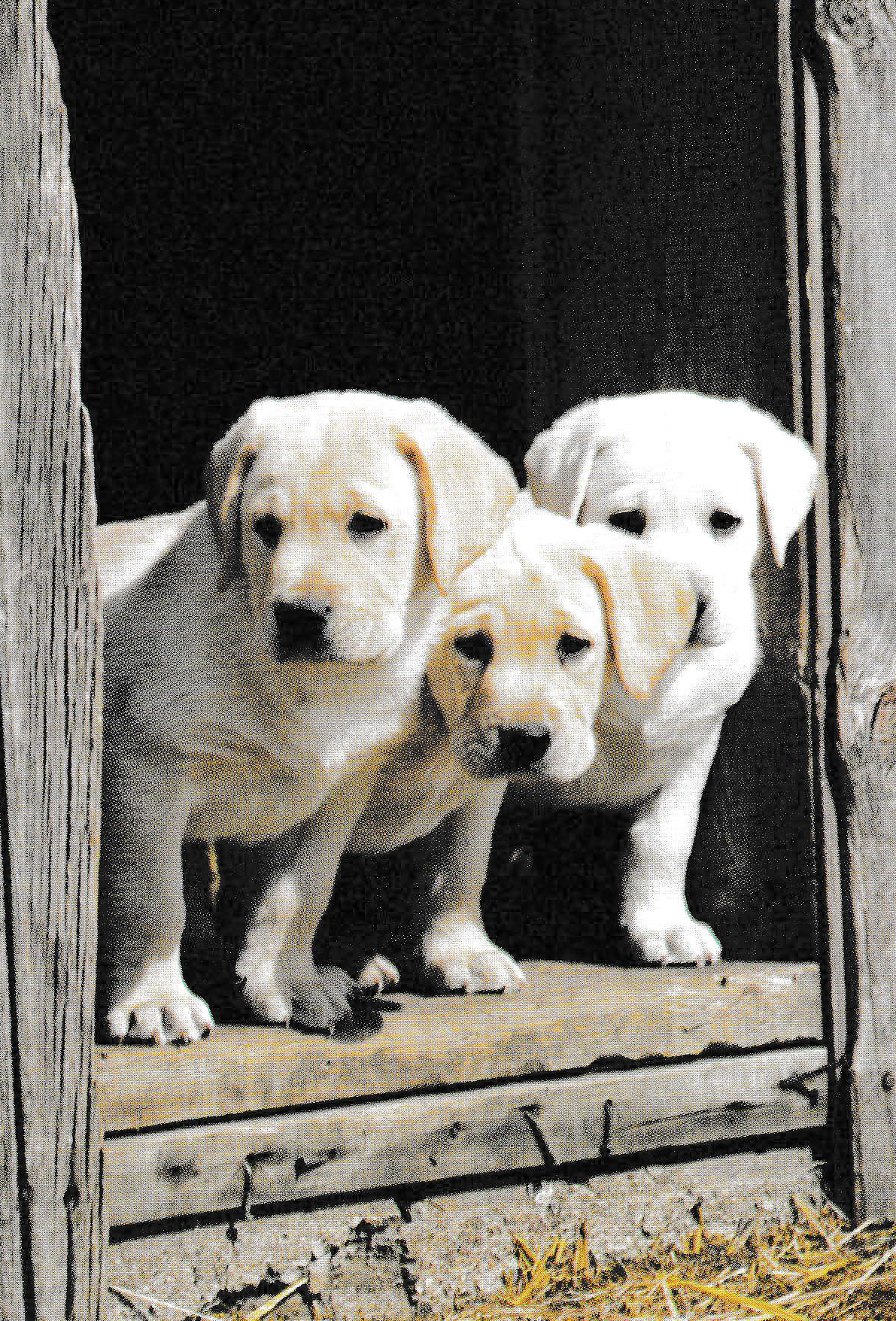 3 yellow lab puppies peeking out of a barn.